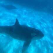 ヒメ日記 2025/12/15 12:04 投稿 るな 人妻倶楽部 内緒の関係 川越店