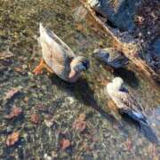 ヒメ日記 2025/02/14 15:05 投稿 いぶき セレブクエスト-omiya-