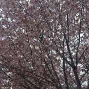 ヒメ日記 2026/04/25 13:06 投稿 刈谷ナース 病院