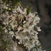 ヒメ日記 2025/04/14 17:15 投稿 ミドリ ドMな奥様 名古屋・錦店