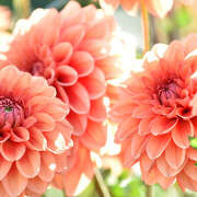 ヒメ日記 2024/12/16 21:22 投稿 りり アロマエステ アイウィッシュ