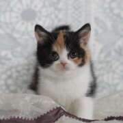 ヒメ日記 2024/12/30 21:48 投稿 りり アロマエステ アイウィッシュ