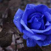 ヒメ日記 2026/02/03 20:26 投稿 りり アロマエステ アイウィッシュ