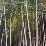 ヒメ日記 2025/02/26 12:09 投稿 おもち デリバリーヘルス熊本インターちゃんこ