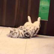 ヒメ日記 2026/02/22 17:21 投稿 桜咲ひびき ウルトラプラチナム