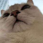 ヒメ日記 2026/02/26 17:16 投稿 桜咲ひびき ウルトラプラチナム