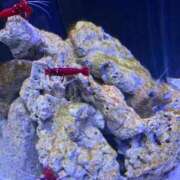 ヒメ日記 2026/01/26 11:44 投稿 白咲ふう デリス新宿