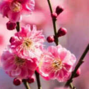 ヒメ日記 2025/03/19 11:30 投稿 りんか モアグループ宇都宮人妻花壇