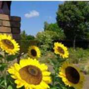 ヒメ日記 2025/08/05 07:15 投稿 シノ AMOUR（アムール）