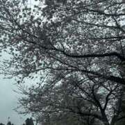 ヒメ日記 2025/04/07 12:00 投稿 ありす 成田人妻講座