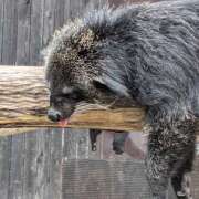 ヒメ日記 2025/06/19 11:00 投稿 ありす 成田人妻講座