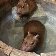 ヒメ日記 2025/10/29 12:00 投稿 ありす 成田人妻講座