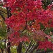 ヒメ日記 2025/11/18 12:00 投稿 ありす 成田人妻講座