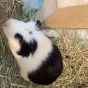 ヒメ日記 2024/12/25 13:48 投稿 エナ ソープランド マックス