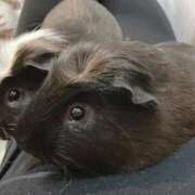 ヒメ日記 2025/12/12 13:38 投稿 エナ ソープランド マックス