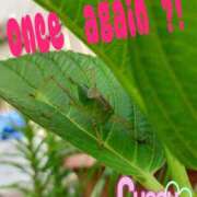 ヒメ日記 2025/06/08 17:54 投稿 松原友美 五十路マダムエクスプレス豊橋店（カサブランカグループ）