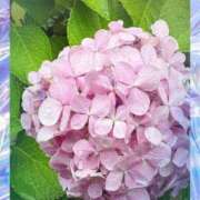 ヒメ日記 2026/06/20 22:33 投稿 霧咲しの(きりさきしの) 神戸妻