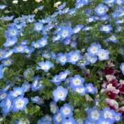 ヒメ日記 2025/04/22 06:12 投稿 たかおか 丸妻 厚木店