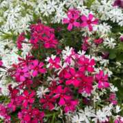 ヒメ日記 2025/04/22 14:03 投稿 たかおか 丸妻 厚木店