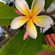 ヒメ日記 2025/04/25 05:24 投稿 たかおか 丸妻 厚木店