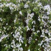 ヒメ日記 2025/04/26 05:45 投稿 たかおか 丸妻 厚木店