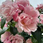 ヒメ日記 2025/05/21 05:27 投稿 たかおか 丸妻 厚木店