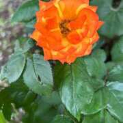 ヒメ日記 2025/05/22 06:18 投稿 たかおか 丸妻 厚木店