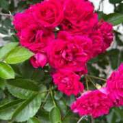 ヒメ日記 2025/05/24 06:12 投稿 たかおか 丸妻 厚木店