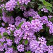 ヒメ日記 2025/05/24 06:27 投稿 たかおか 丸妻 厚木店