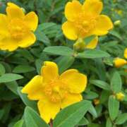 ヒメ日記 2025/05/29 04:33 投稿 たかおか 丸妻 厚木店