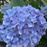 ヒメ日記 2025/06/17 05:48 投稿 たかおか 丸妻 厚木店