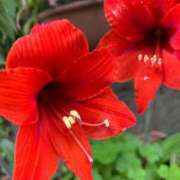 ヒメ日記 2025/06/17 06:18 投稿 たかおか 丸妻 厚木店