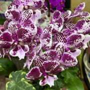 ヒメ日記 2025/06/18 04:18 投稿 たかおか 丸妻 厚木店