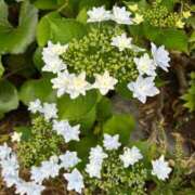 ヒメ日記 2025/06/18 05:09 投稿 たかおか 丸妻 厚木店