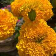 ヒメ日記 2025/06/20 05:12 投稿 たかおか 丸妻 厚木店