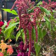 ヒメ日記 2025/11/07 07:53 投稿 たかおか 丸妻 厚木店