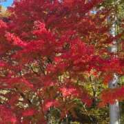 ヒメ日記 2025/11/24 03:33 投稿 たかおか 丸妻 厚木店