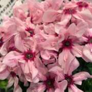 ヒメ日記 2025/11/24 04:20 投稿 たかおか 丸妻 厚木店