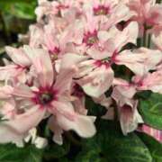 ヒメ日記 2025/11/24 05:17 投稿 たかおか 丸妻 厚木店