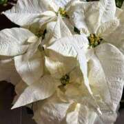 ヒメ日記 2025/11/24 07:04 投稿 たかおか 丸妻 厚木店