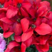 ヒメ日記 2025/11/25 06:52 投稿 たかおか 丸妻 厚木店