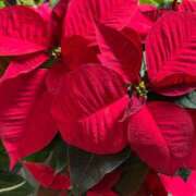 ヒメ日記 2025/11/26 06:09 投稿 たかおか 丸妻 厚木店