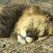 ヒメ日記 2026/02/07 05:49 投稿 たかおか 丸妻 厚木店