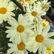 ヒメ日記 2026/04/06 06:14 投稿 たかおか 丸妻 厚木店