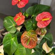 ヒメ日記 2026/04/11 04:52 投稿 たかおか 丸妻 厚木店