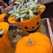 ヒメ日記 2026/10/15 15:24 投稿 たかおか モアグループ丸妻厚木店