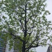 ヒメ日記 2026/04/07 16:47 投稿 多部【たべ】 丸妻 西船橋店