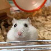 ヒメ日記 2024/12/18 19:14 投稿 なぎさ フォーチュン