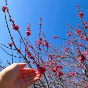 ヒメ日記 2025/03/11 13:40 投稿 新垣みお 月の真珠-五反田-