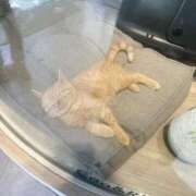 ヒメ日記 2025/03/29 01:26 投稿 新垣みお 月の真珠-五反田-